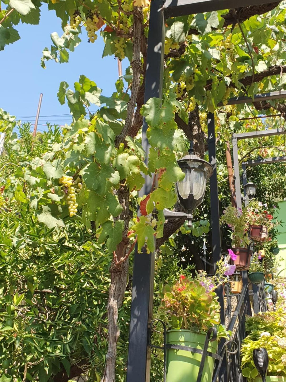 Sara Guesthouse Berat Kültér fotó
